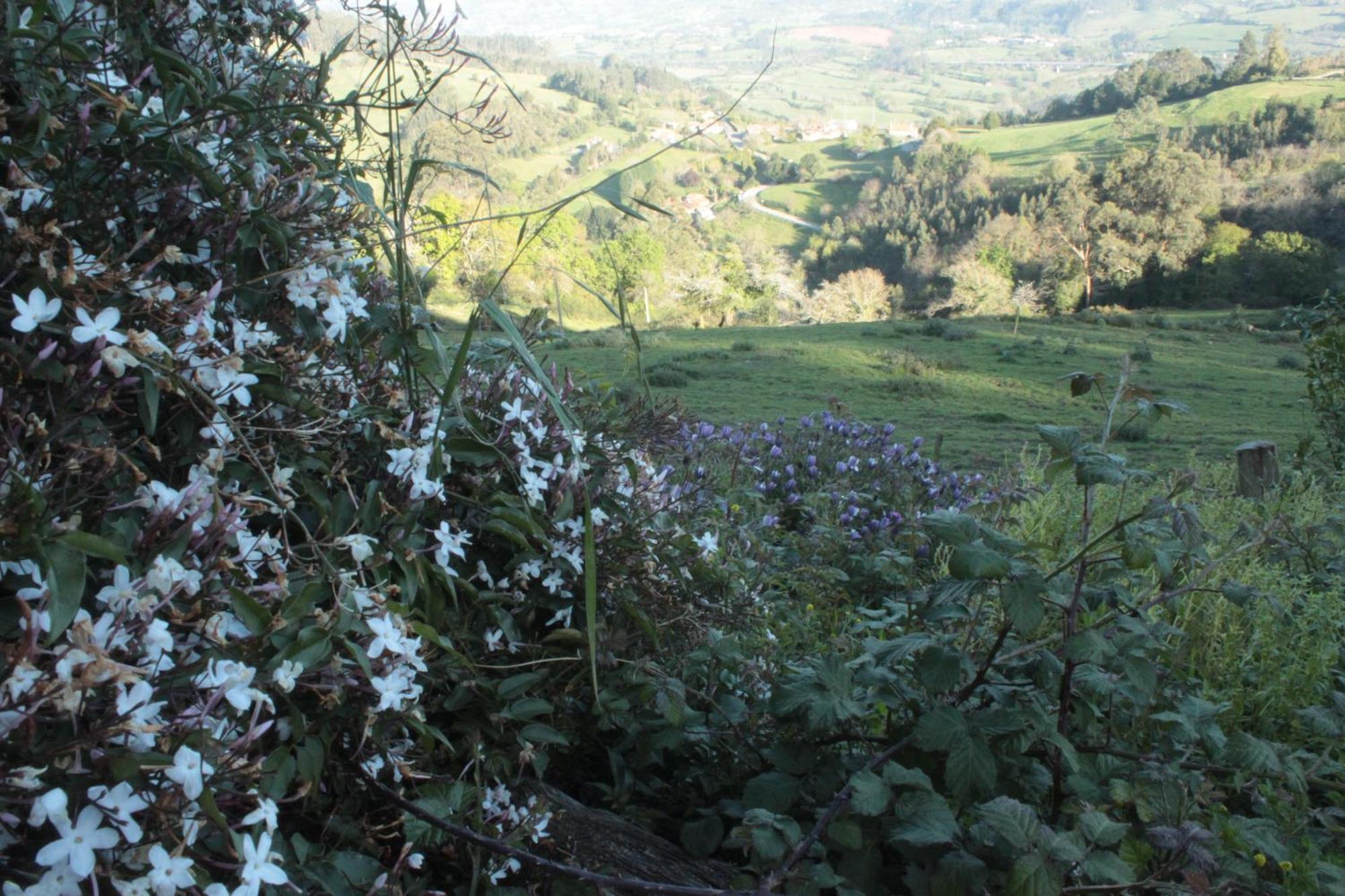 Alojamientos Rurales Pena Crespa Tresvilla Bagian luar foto